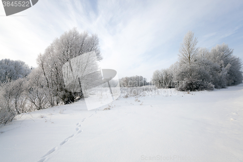 Image of trees in winter  