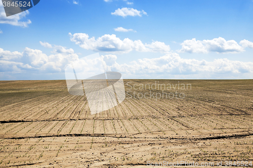 Image of green corn. Spring  