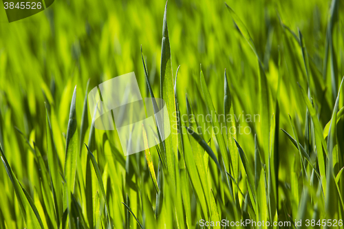 Image of Wheat close up  