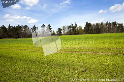 Image of Agriculture. cereals. Spring  