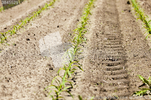 Image of young sprout of corn 