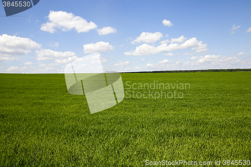 Image of cultivation of cereals. Spring  