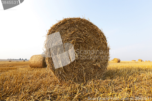 Image of haystacks in a field of straw  