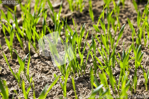 Image of field with cereals  