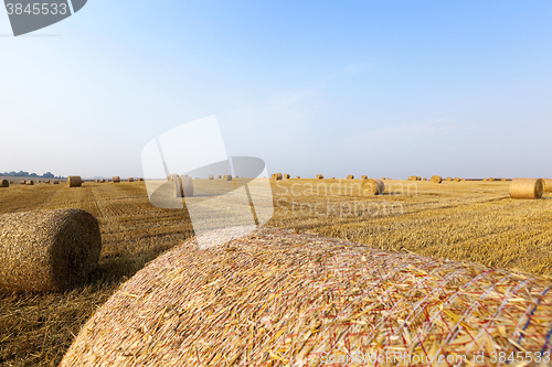 Image of haystacks in a field of straw  