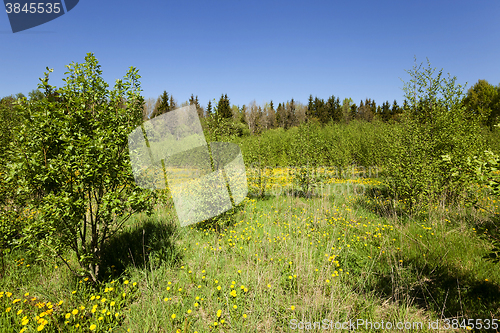 Image of yellow dandelions ,  spring 