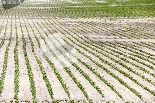 Image of agricultural field with beetroot 