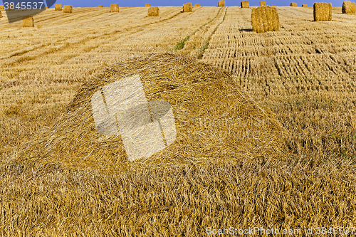 Image of   harvest of cereals