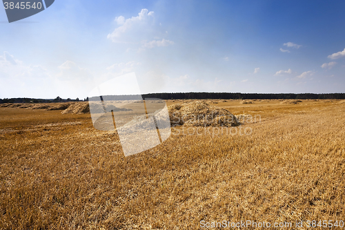 Image of haystacks straw ,  summer