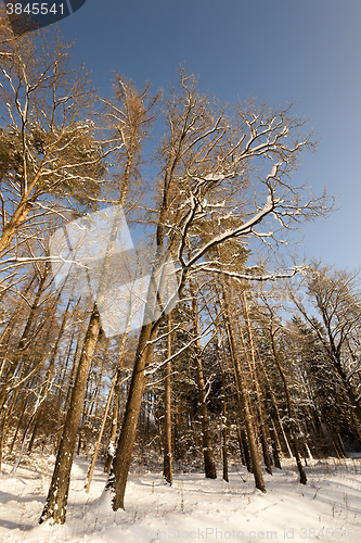 Image of trees in winter  