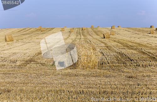 Image of haystacks straw , close up