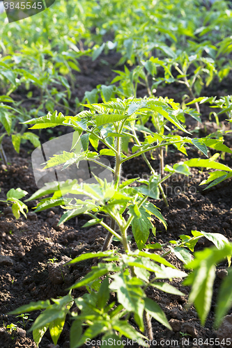 Image of Photo   agricultural products