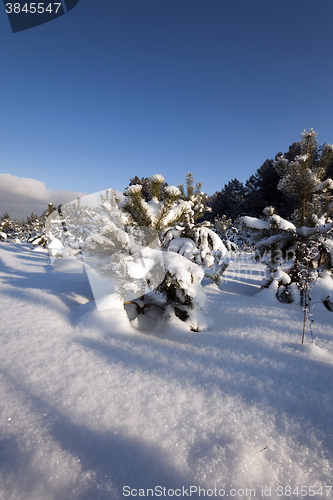 Image of spruce forest , winter  