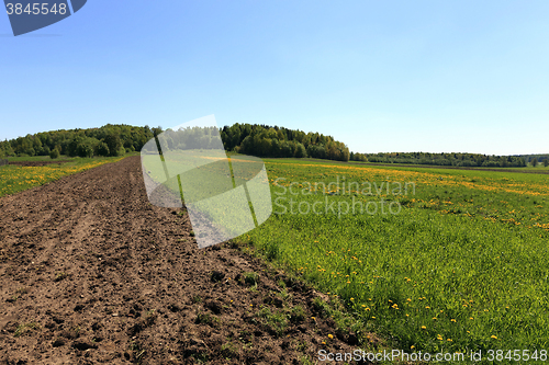 Image of   plants grow green