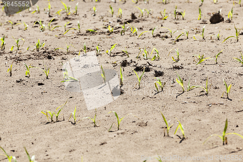 Image of young sprout of corn  