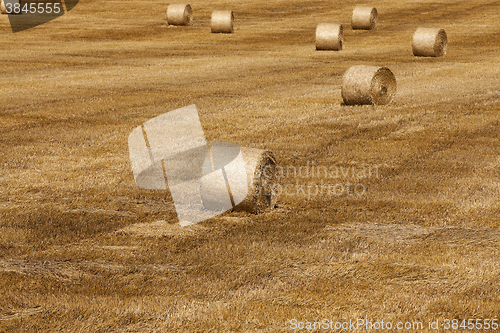 Image of haystacks in a field of straw  