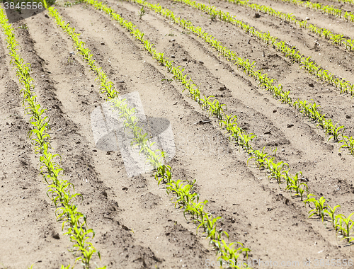 Image of young sprout of corn  