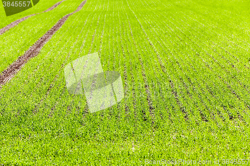 Image of cultivation of cereals. Spring  