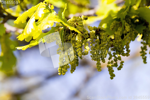 Image of Flower closeup oak  