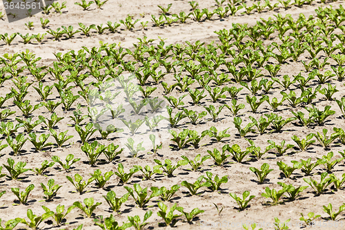 Image of beetroot sprouts in the spring  