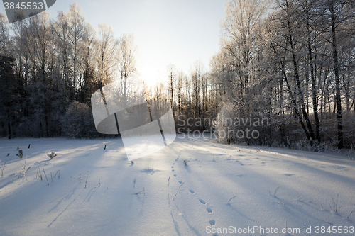 Image of trees in winter 