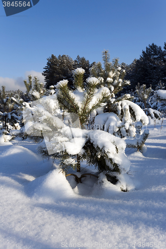 Image of small pine , winter 