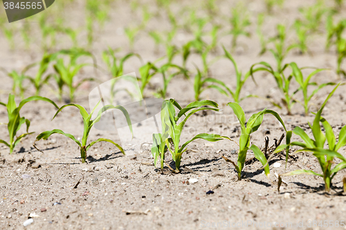 Image of young sprout of corn  