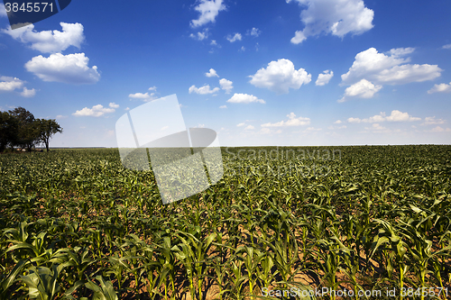Image of  green corn sprouted