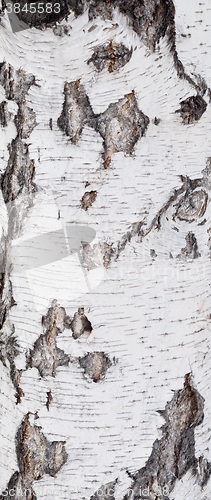 Image of birch bark background