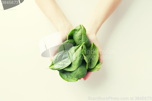Image of close up of woman hands holding spinach