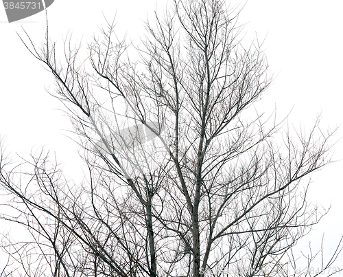 Image of tree without leaves