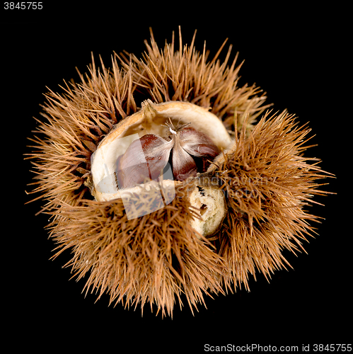 Image of Chestnuts on a black reflective background