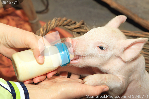 Image of Bottle Feed Piglet