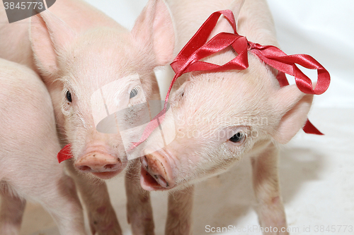 Image of Playing Piglets