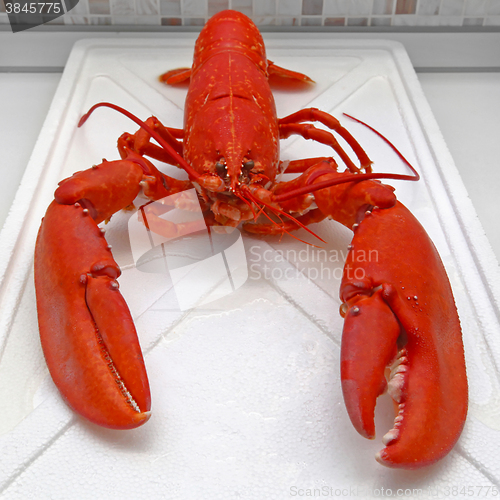 Image of Lobster