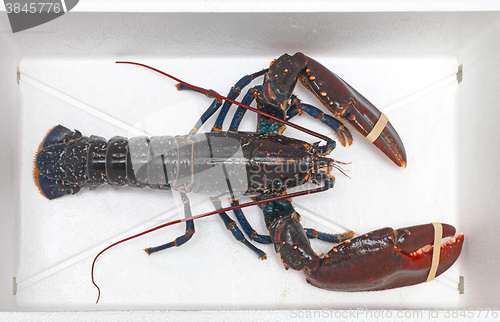 Image of Live Lobster