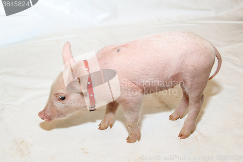 Image of Pet Piglet