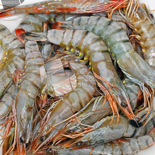 Image of Tiger Prawns