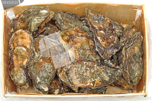 Image of Oysters in Crate