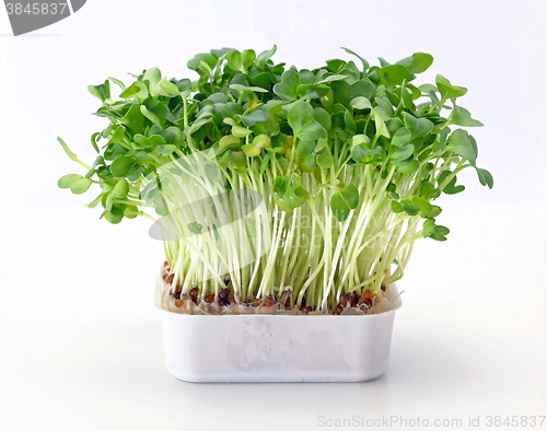 Image of Watercress in Tray