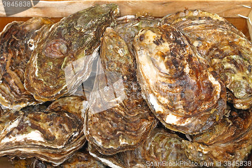 Image of Oysters