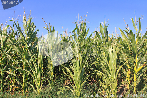 Image of Corn Maize