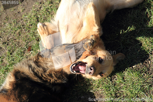 Image of two dogs are fighting