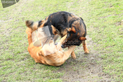 Image of two dogs are fighting