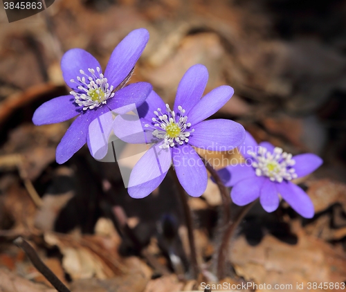 Image of Anemone hepatica