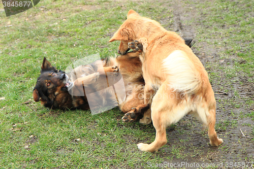 Image of two dogs are fighting