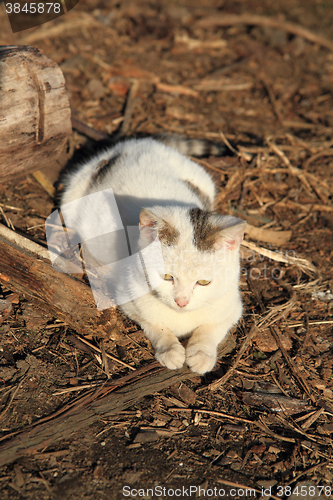 Image of white homeless cat is resting