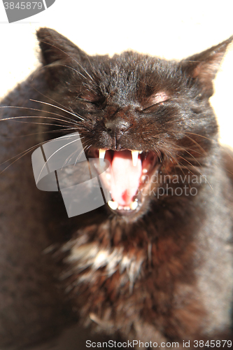 Image of black cat with open mouth