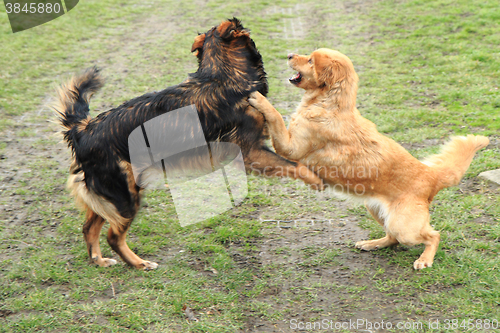 Image of two dogs are fighting