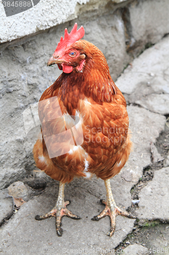 Image of red hen 2 year old 